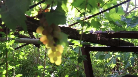 Raisin vert vin Stock Footage 145730630