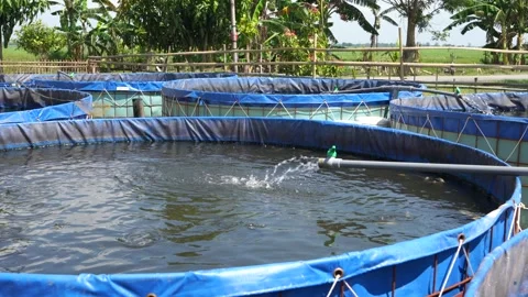 Raising and cultivating fish by using fish ponds made of circular tarpaulins. Stock Footage 263333911