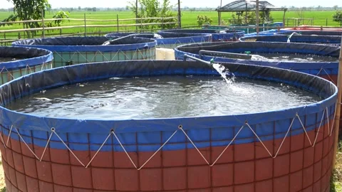 Raising and cultivating fish by using fish ponds made of circular tarpaulins. Stock Footage 263333931