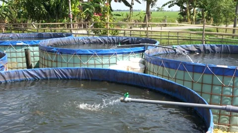 Raising and cultivating fish by using fish ponds made of circular tarpaulins. Stock Footage 263333932