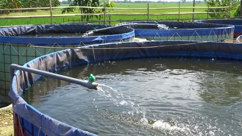 Raising and cultivating fish by using fish ponds made of circular tarpaulins. Stock Footage 263334056