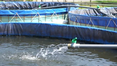 Raising and cultivating fish by using fish ponds made of circular tarpaulins. Stock Footage 263334858