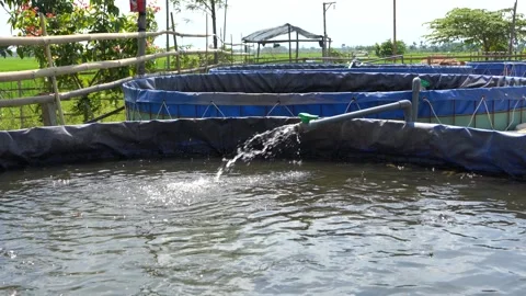 Raising and cultivating fish by using fish ponds made of circular tarpaulins. Stock Footage 263335087