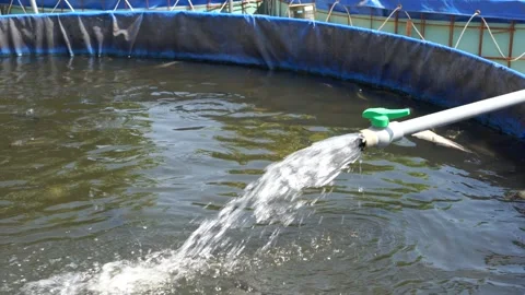 Raising and cultivating fish by using fish ponds made of circular tarpaulins. Stock Footage 263335126