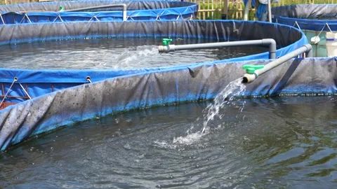Raising and cultivating fish by using fish ponds made of circular tarpaulins. Stock Footage 263335277