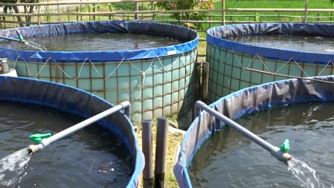 Raising and cultivating fish by using fish ponds made of circular tarpaulins. Stock Footage 263337459