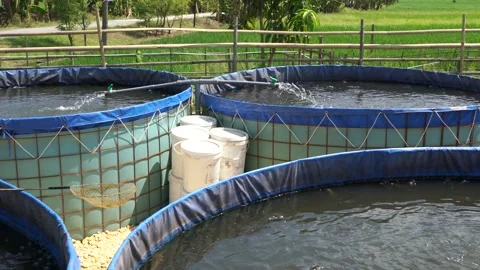 Raising and cultivating fish by using fish ponds made of circular tarpaulins. Stock Footage 263337461