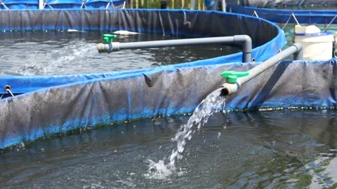 Raising and cultivating fish by using fish ponds made of circular tarpaulins. Stock Footage 263338084