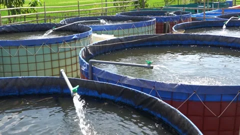 Raising and cultivating fish by using fish ponds made of circular tarpaulins. Stock Footage 263338588