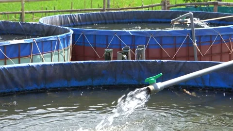 Raising and cultivating fish by using fish ponds made of circular tarpaulins. Stock Footage 263343526