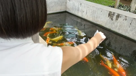 Raising beautiful fish Stock Footage 93884596