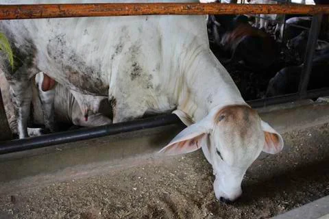 Raising beef cattle Stock Photos