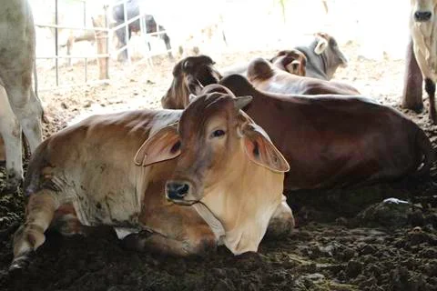 Raising beef cattle Stock Photos