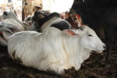 Raising beef cattle Stock Photos