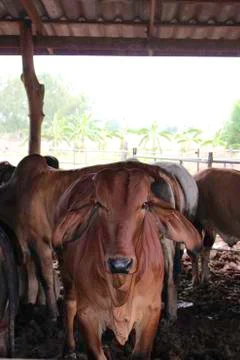 Raising beef cattle Stock Photos