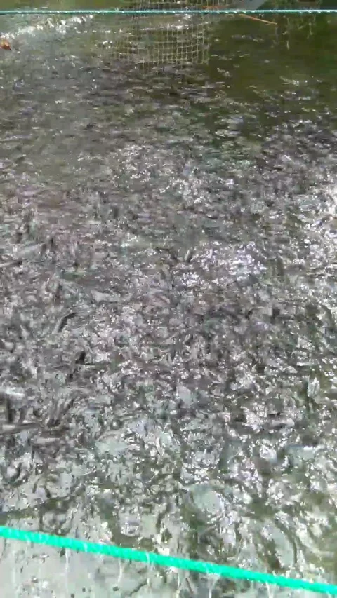 Raising catfish Video stock 218596162