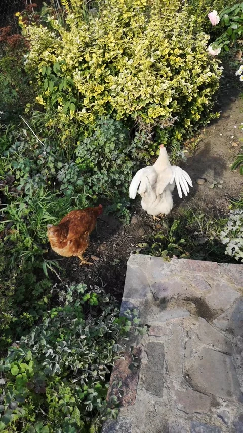 Raising chickens on farm. Free range chickens flock at smallholding Stock Footage 308321586