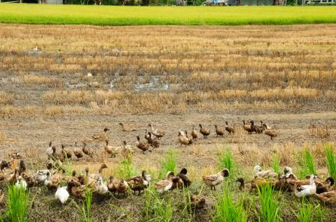 Raising ducks in paddy fields 写真素材