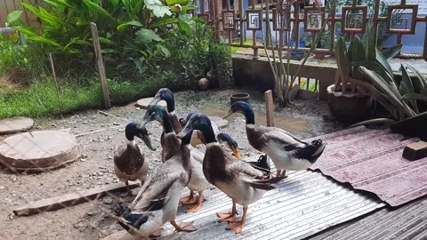 Raising ducks in the yard Stock Footage 333106339