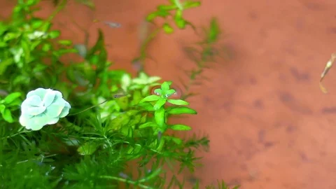 Raising fish in a small basin with small plants and guppy fish are swimming Stock Footage 72899259