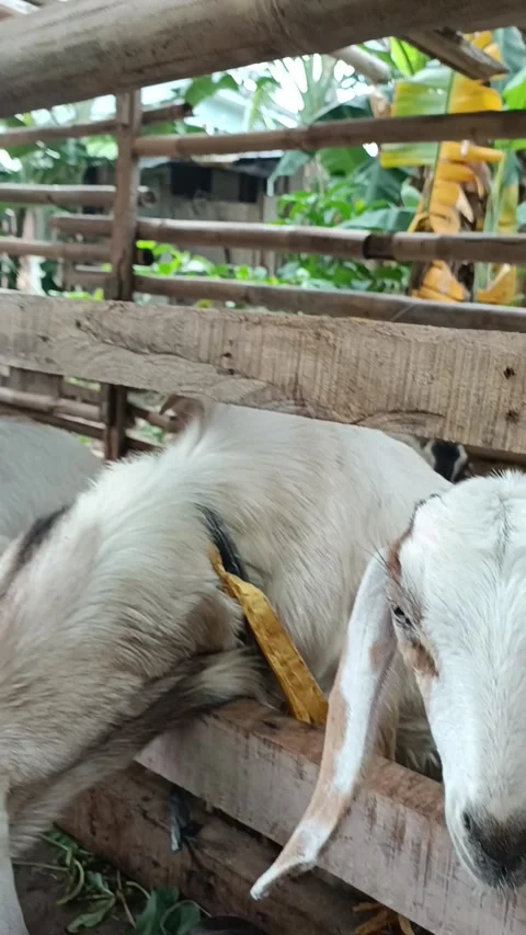 Raising goats in the backyard Stock Footage 260476188