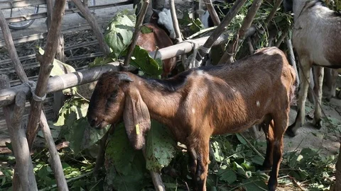 Raising Goats in Nepal Видео 73440137