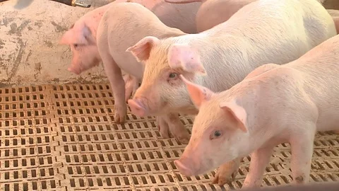 Raising pigs 库存影片 91109796