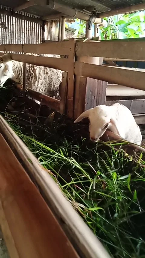 Raising Sheep 2 Stock Footage 266809048