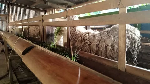 Raising Sheep Stock Footage 266808860