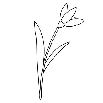 Raising snowdrop spring flower, doodle style flat vector outline for coloring Stock Illustration