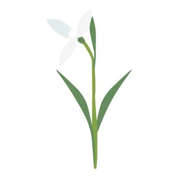 Raising snowdrop spring flower, open bud, isolated on white background, vector Stock Illustration