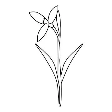 Raising snowdrop spring flower, open bud, doodle style flat vector outline for Stock Illustration