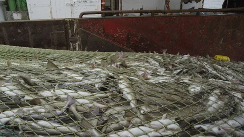 Raising the trawl with the fish. Vidéo 94939399
