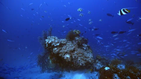 Raja Ampat Underwater Coral Sealife Stock Footage