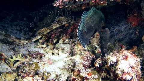 Raja epaulette shark walking to hide in coral with grouper next to it Stock Footage 112478967