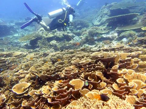 Raja reef with diver Stock Photos