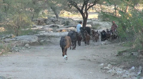 Rajasthan buffalo on path c Stock Footage 24462305