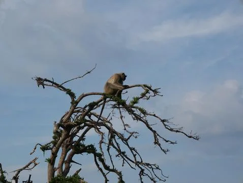Rajasthan Langur Resting On Bare Branches Stock Photos