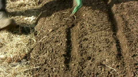 Rake after sowing Stock Footage 365941