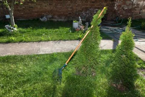 Rake and two thujas in a yard Stock Photos