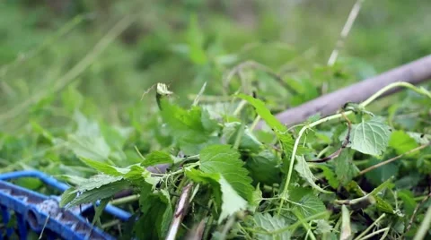 Rake collecting grass 스톡 동영상 47992948