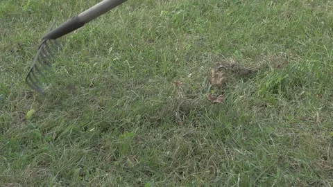 Rake down the fallen dried leaves and grass from the green lawn Stock Footage 159507782