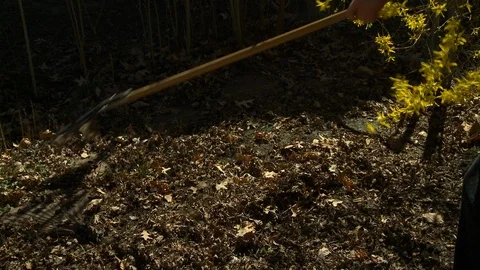 Rake garden leaves Video stock 113488017