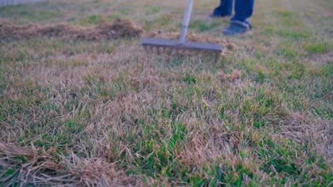 Rake the lawn after winter, slow motion. Cleaning the lawn from dry grass in Stock Footage 305553283