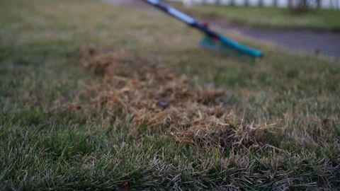 Rake the lawn after winter, slow motion. Grass care in spring Stock Footage 314766381