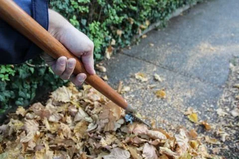 Rake the leafs Stock Photos