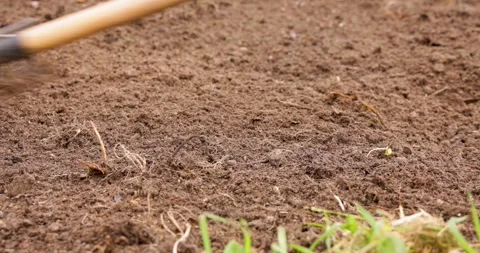 Rake leveling freshly tilled soil for planting Stock Footage 333184592