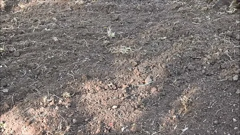 A rake leveling ground after cultivation Stock Footage 77675509