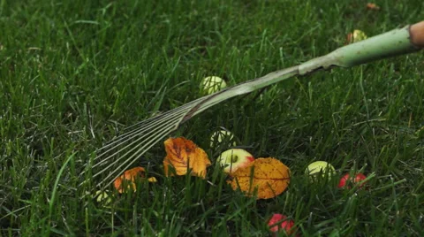 Rake pick apples and leaves Stock Footage 54662298