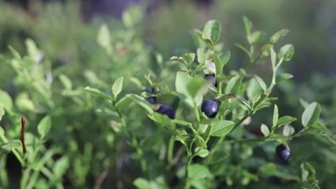 Rake picking bilberries Stock Footage 138445392